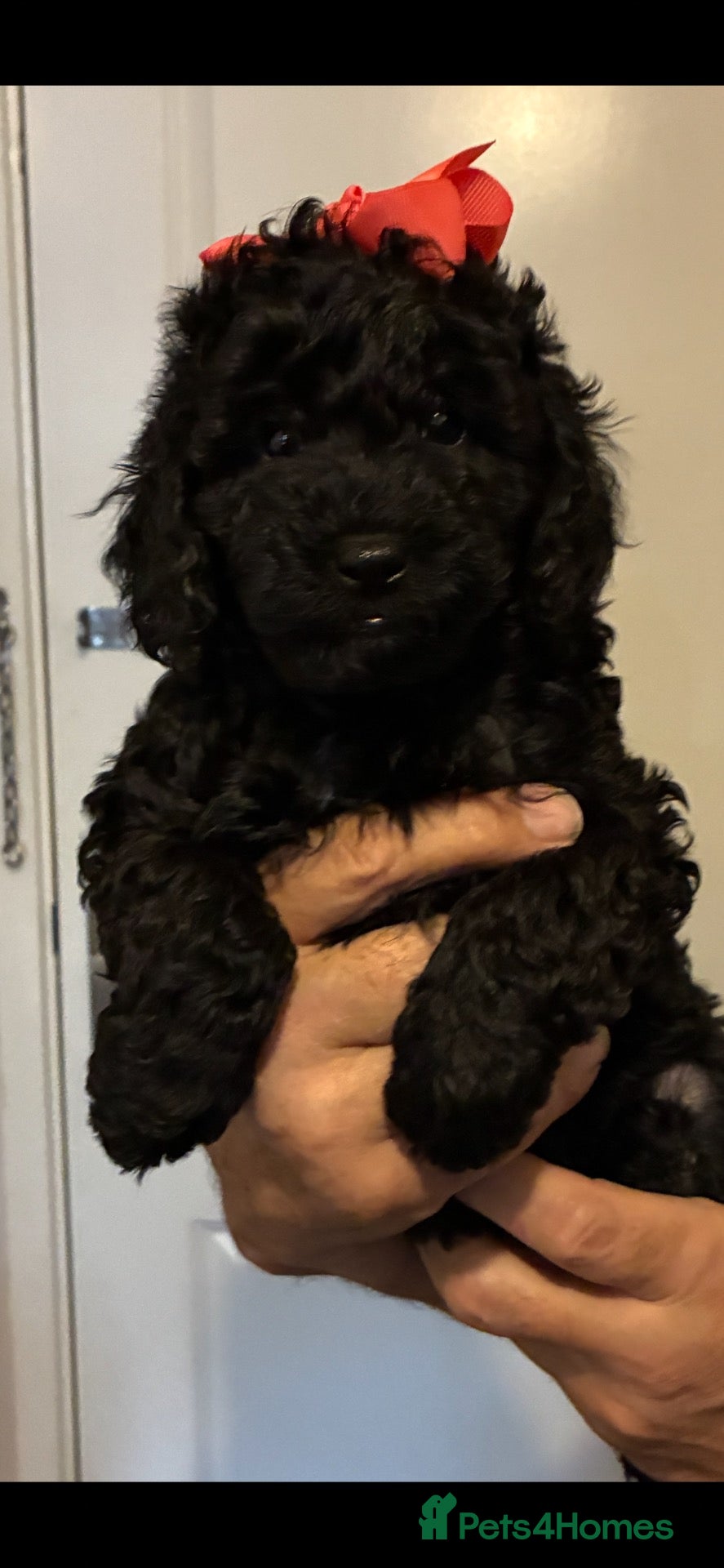 Miniature Poodle dogs Miniature poodle  - Advert 18