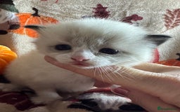Ragdoll cats for sale: 🏆 gccf ragdoll grand champion kittens 🏆 - Image 23