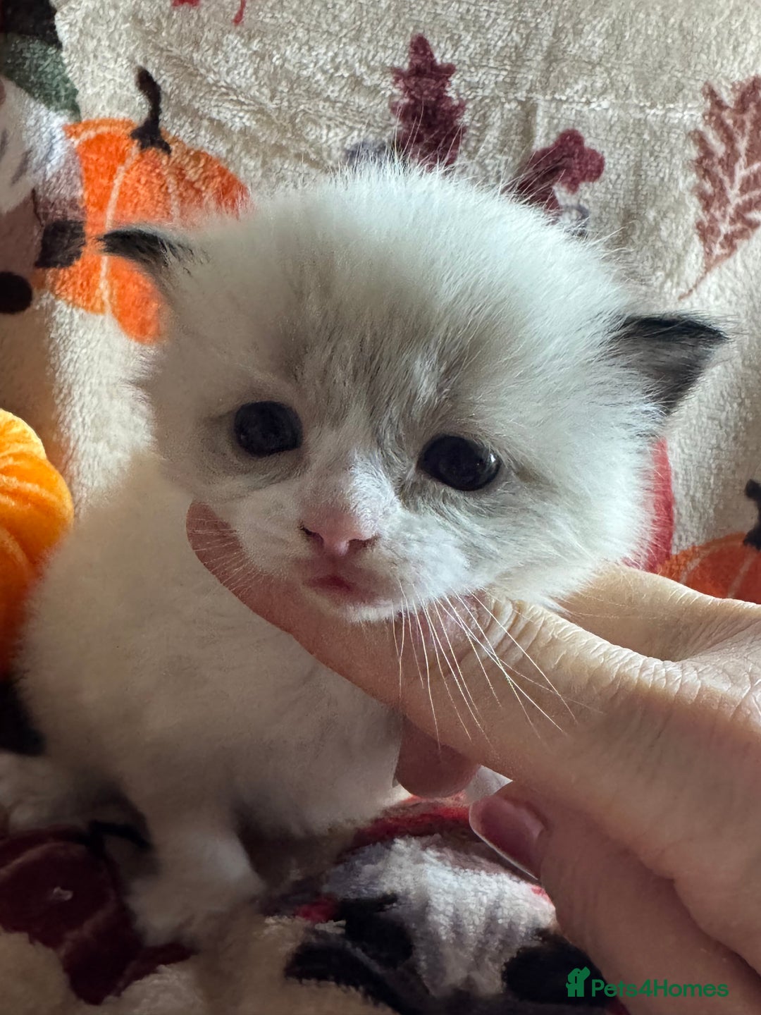 Ragdoll cats for sale: 🏆 gccf ragdoll grand champion kittens 🏆 - Image 23