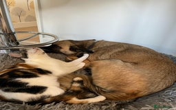 Mixed Breed dogs for adoption: Maple - Image 5
