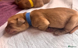 Labrador Retriever dogs for sale: KC Reg ‘Fox Red’ Labrador Retrievers  - Image 7