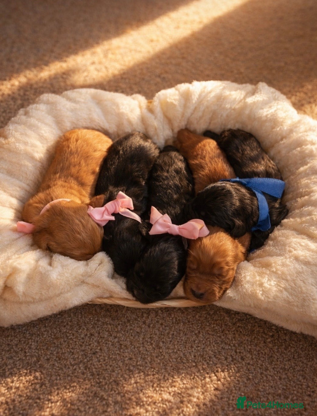 Cocker Spaniel dogs Working spaniel puppies  - Advert 7