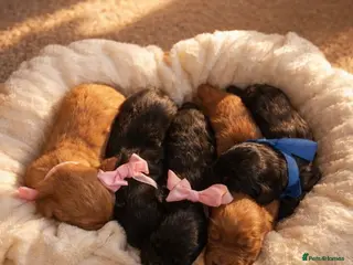 Cocker Spaniel dogs Working spaniel puppies - Advert 1