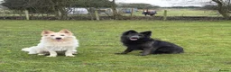 German Shepherd dogs for sale: White Apricot/Cream 3yrs old (2023). - Advert 10