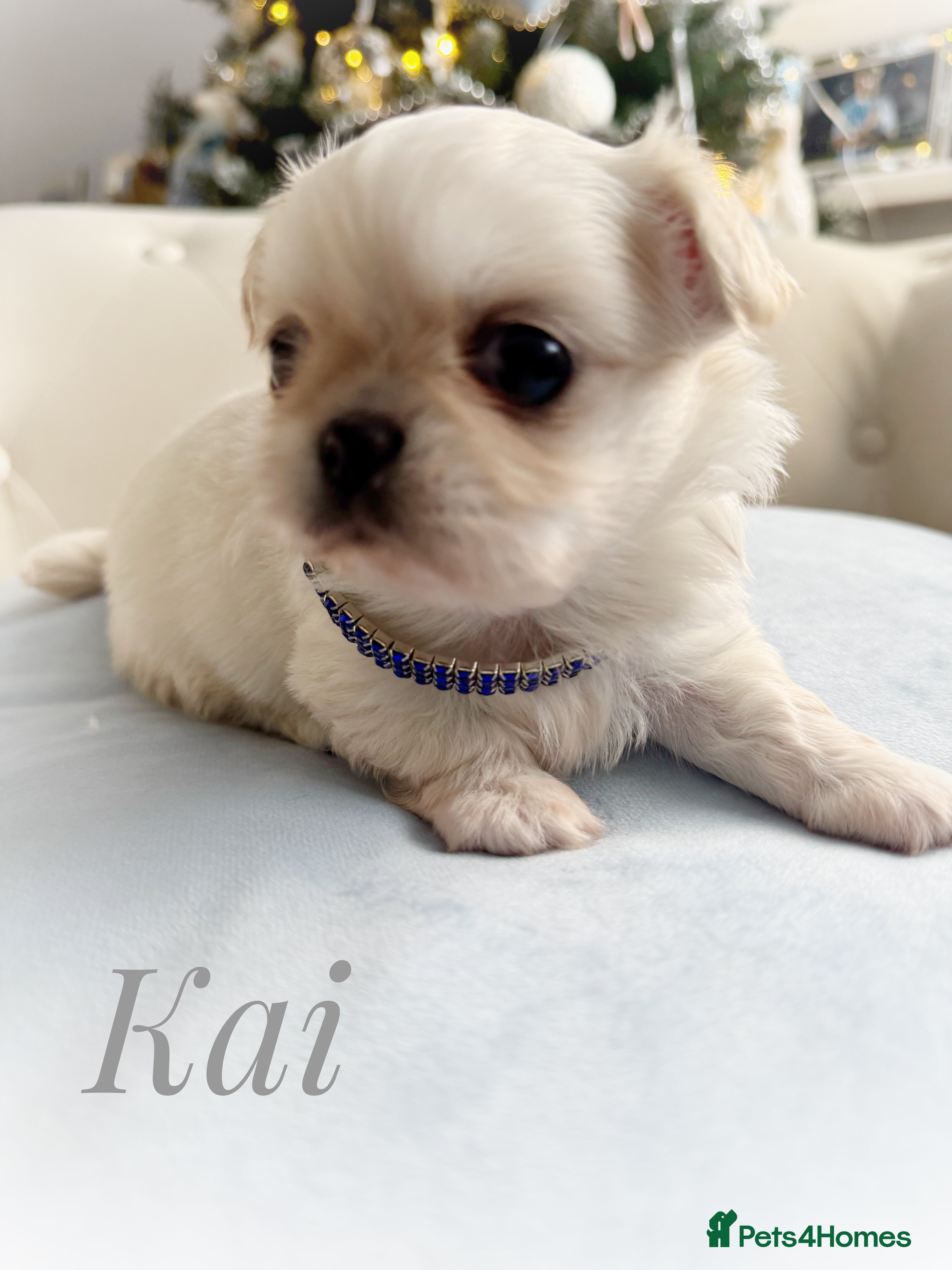 Chihuahua dogs KC long coat cream chihuahua puppies  - Advert 14