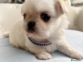 Chihuahua dogs KC long coat cream chihuahua puppies - Advert 10