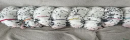Dalmatian dogs for sale: Beautiful litter of Dalmatian puppies  - Advert 9