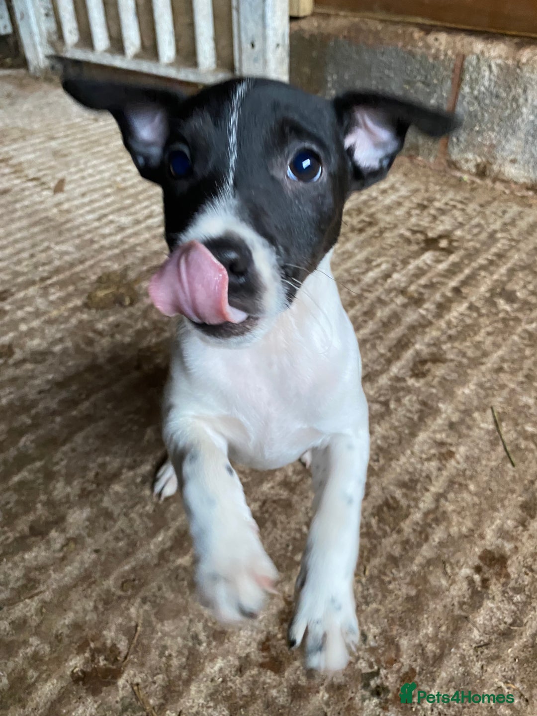 Mixed Breed dogs for sale: Jack Russell X terrier male - Advert 4