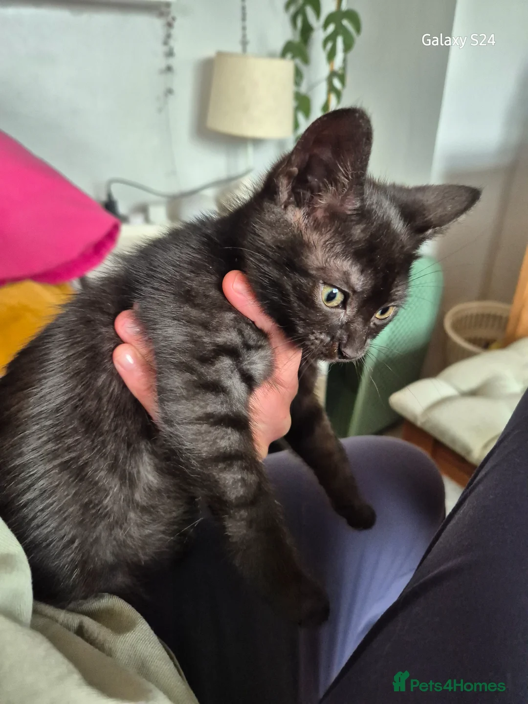 Mixed Breed cats for sale: 1 female kitten  - Advert 2