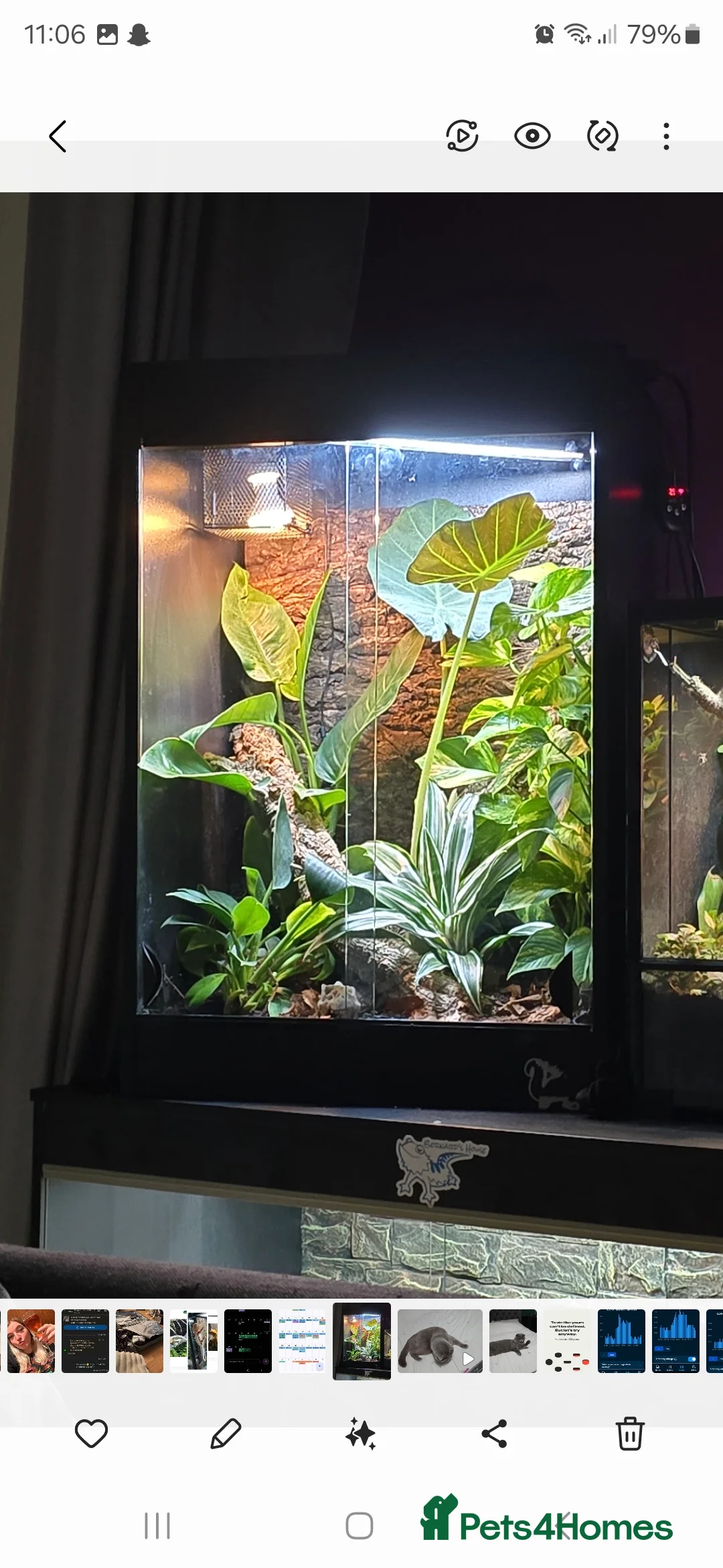 Gecko reptiles for sale: Leachie Gecko - 1 years old - Advert 5