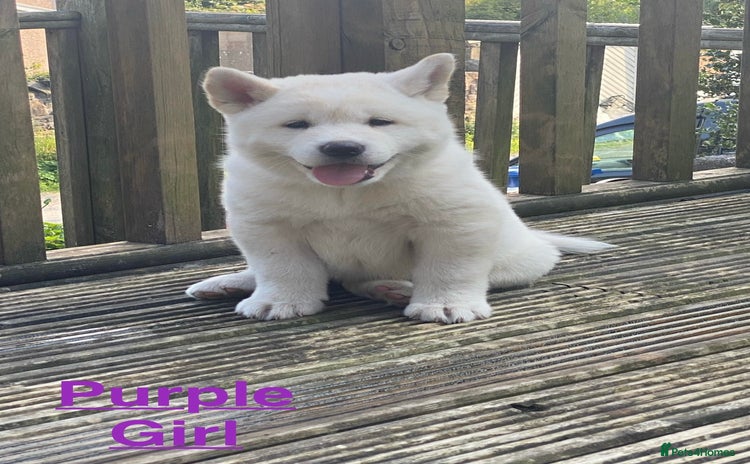 Japanese Akita Inu dogs - Advert 2