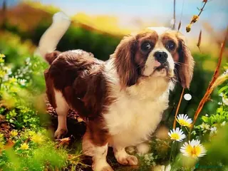 Cavalier King Charles Spaniel dogs DNA tested Cavalier Stud - Advert 1