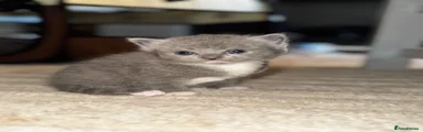 Ragdoll 5