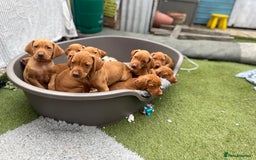 Hungarian Vizsla dogs for sale: KC registered hungarian vizsla puppies - Image 12