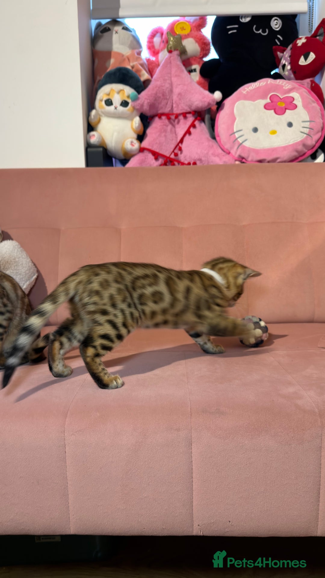 Bengal cats for sale: Bengal kittens TICA ready to leave NOW♥️🐈 - Advert 11