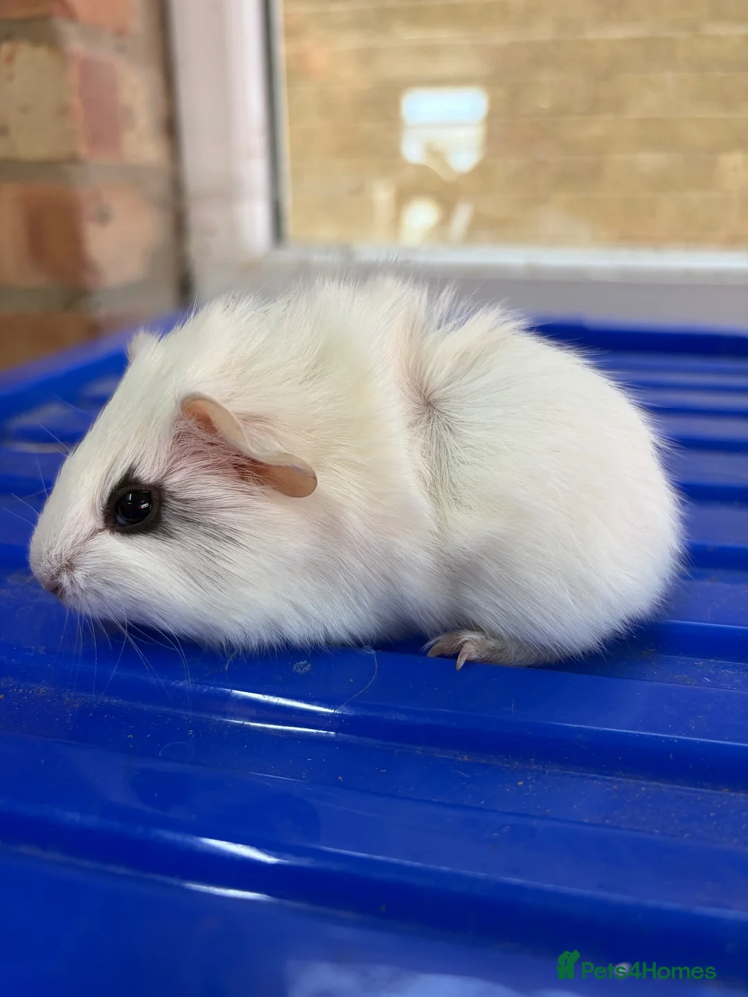 Guinea Pig rodents for sale: Baby female guniea pigs  - Advert 5