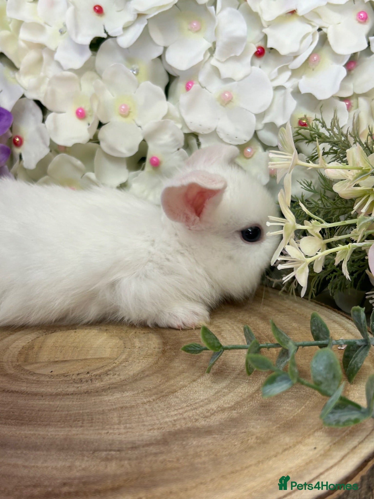 Mini Lop rabbits Mini Lop Bunnies - Advert 2