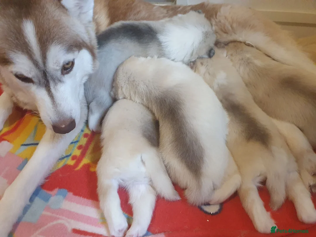 Siberian Husky dogs for sale: KC REG MALE: ONE LEFT - Advert 2