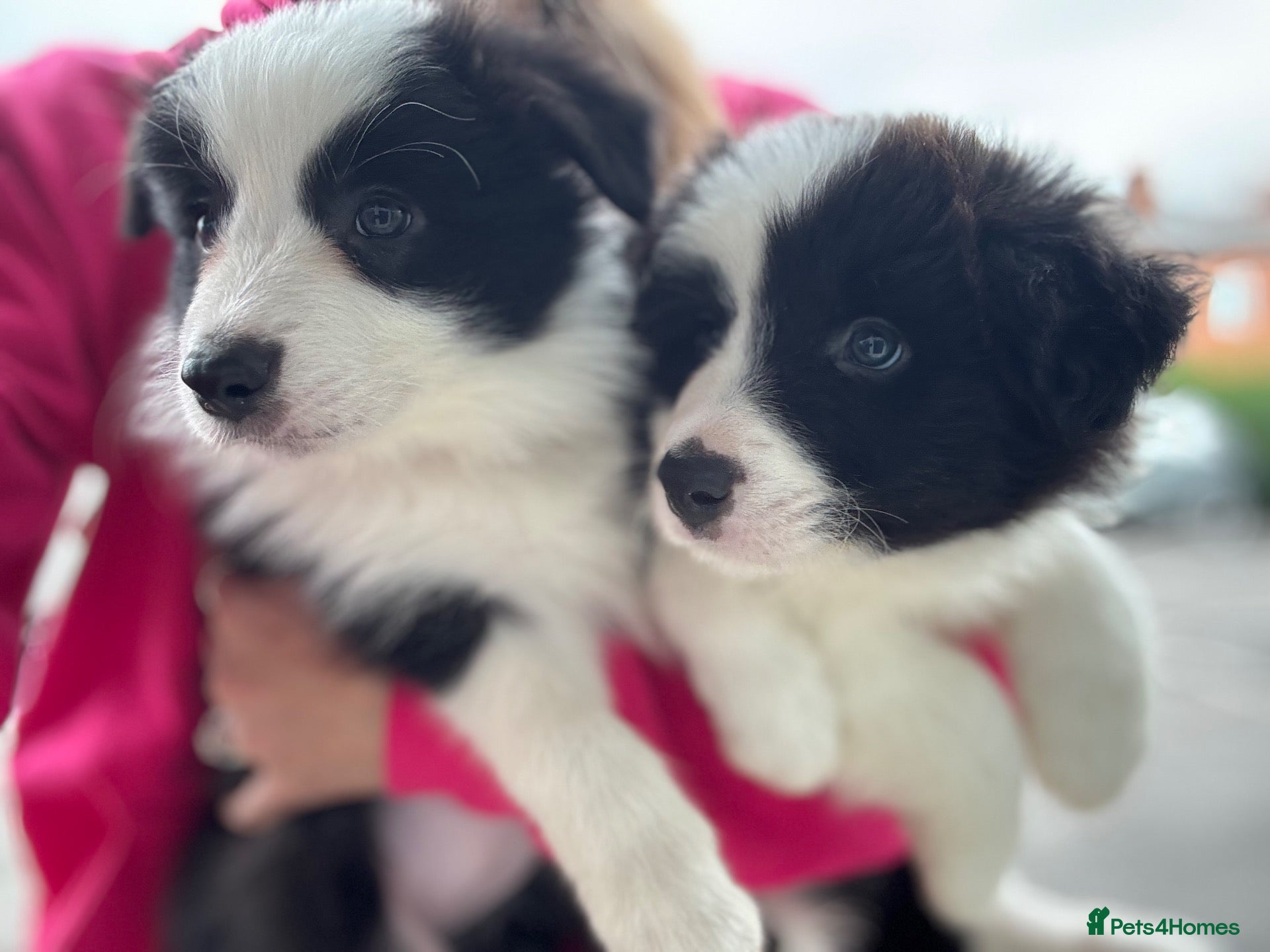 Border Collie dogs Kennel Club Reg Border Collie Puppies For Sale - Advert 1