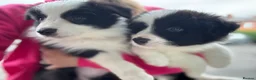 Border Collie dogs for sale: Kennel Club Reg Border Collie Puppies For Sale - Advert 1