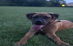 Presa Canario dogs for sale: Pressa canerio pup  - Image 1