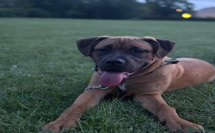 Presa Canario dogs - Advert 1