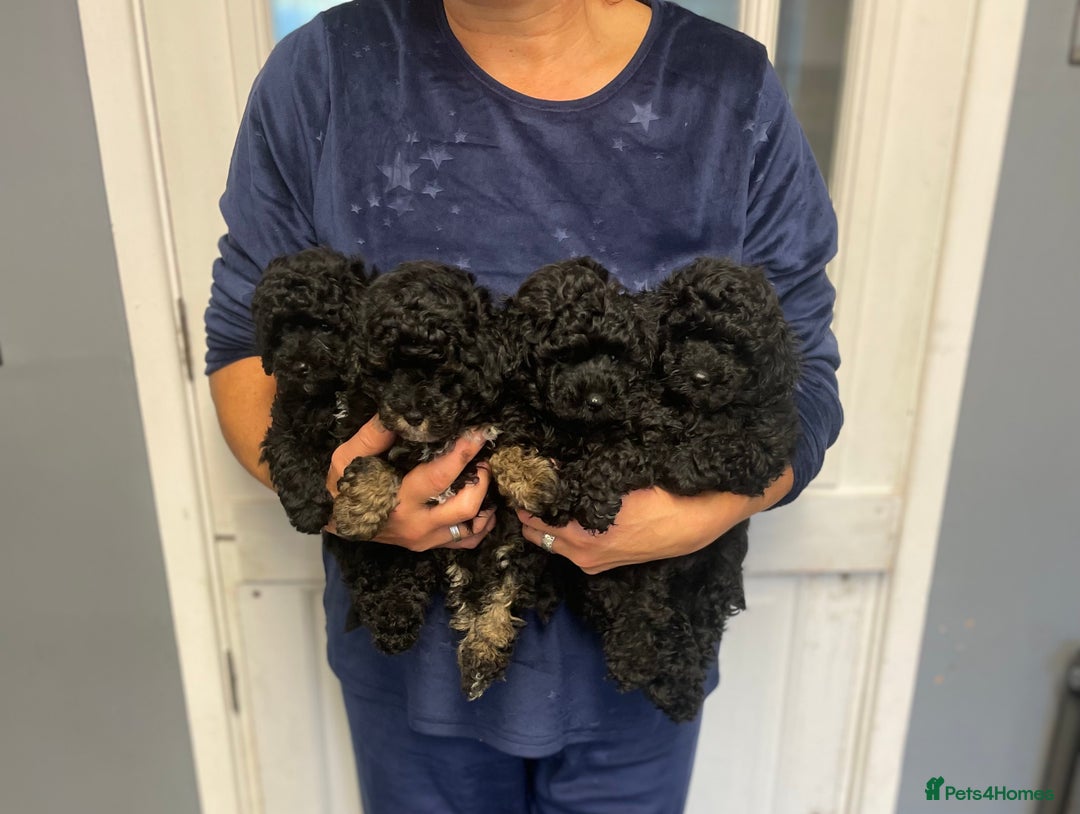 Toy Poodle dogs for sale: PEDIGREE TOY POODLES PRA CLEAR  - Advert 7