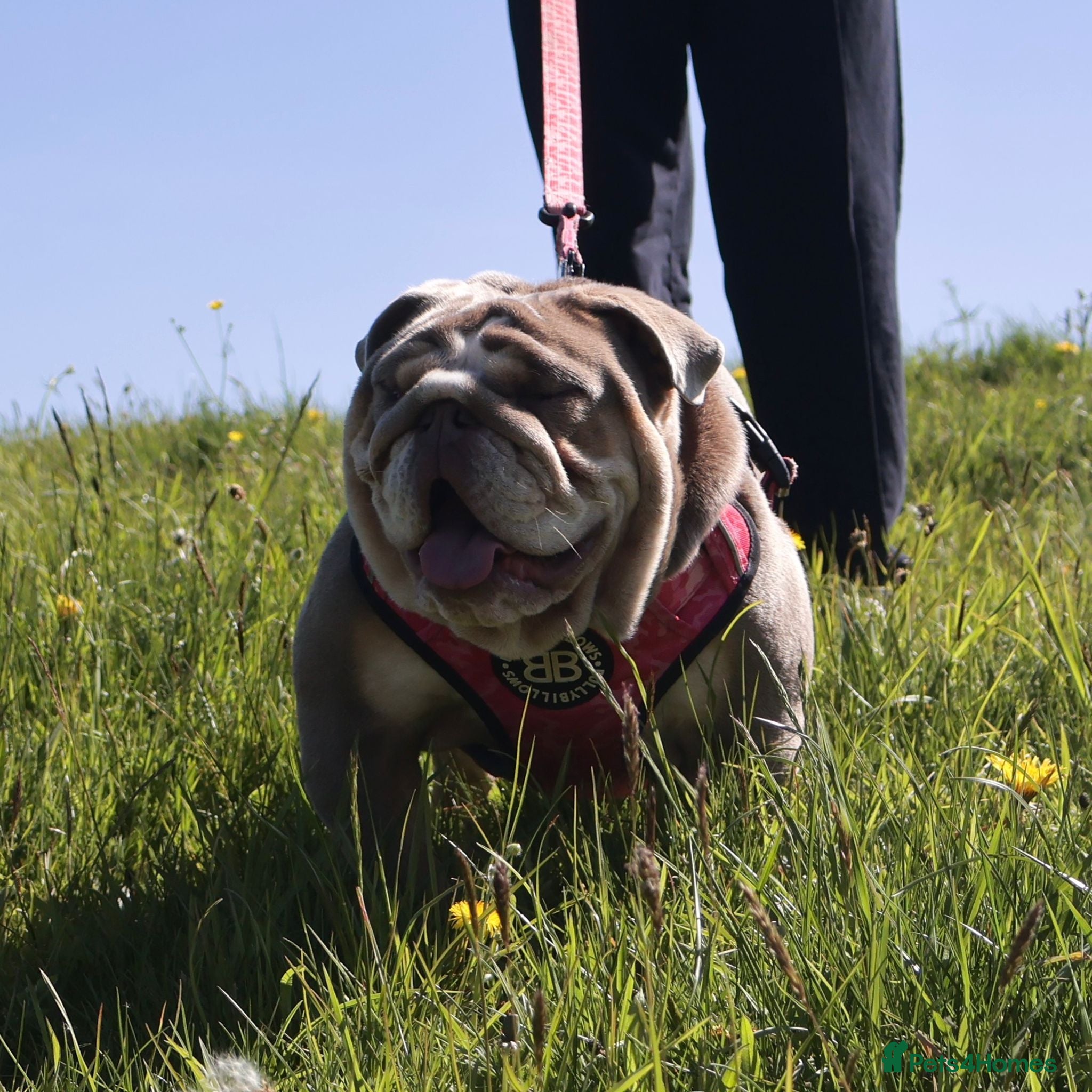 English Bulldog dogs 16 month old Female English Bulldog - Advert 9