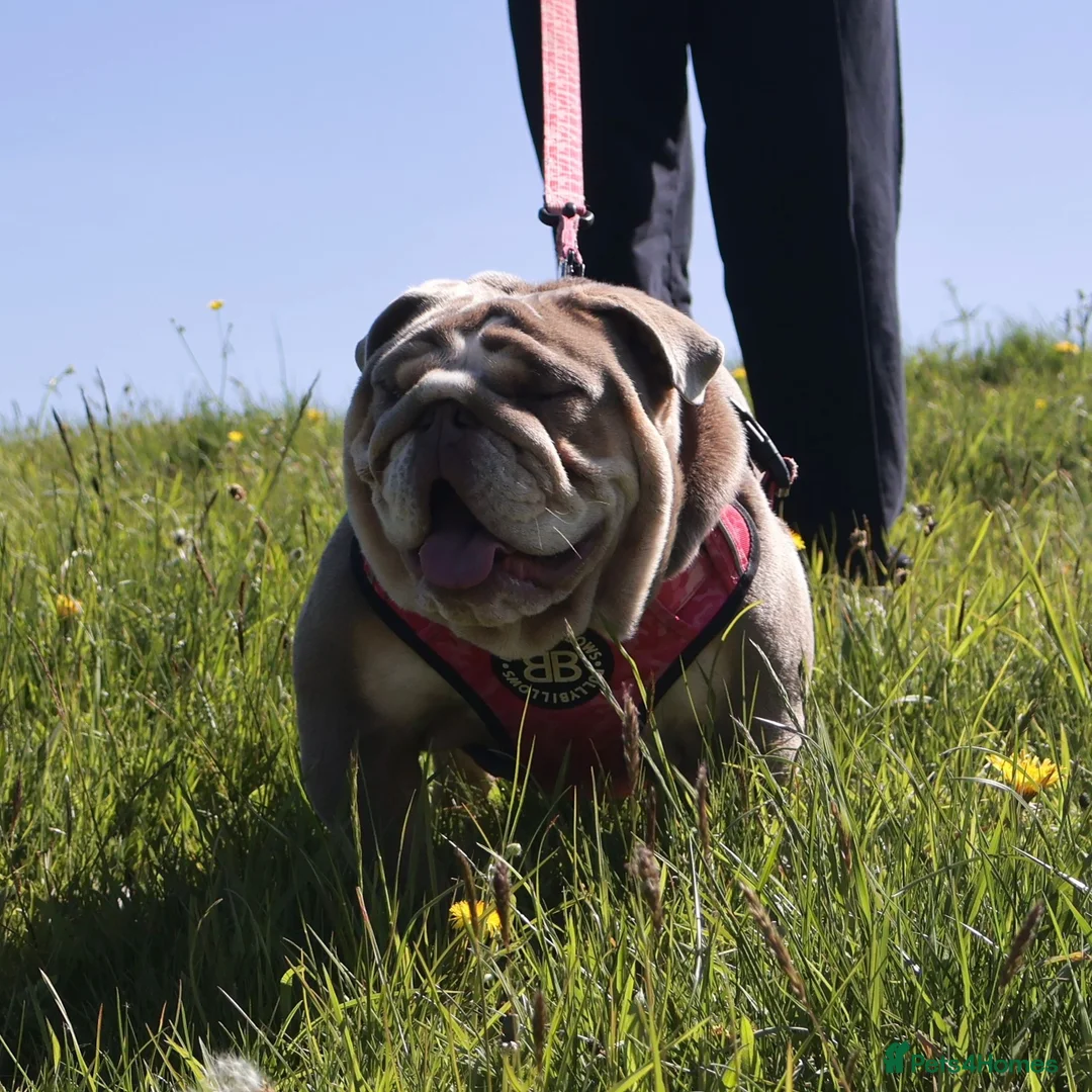 English Bulldog dogs for sale: Pet home only she will be spayed (no Breeders) - Advert 1