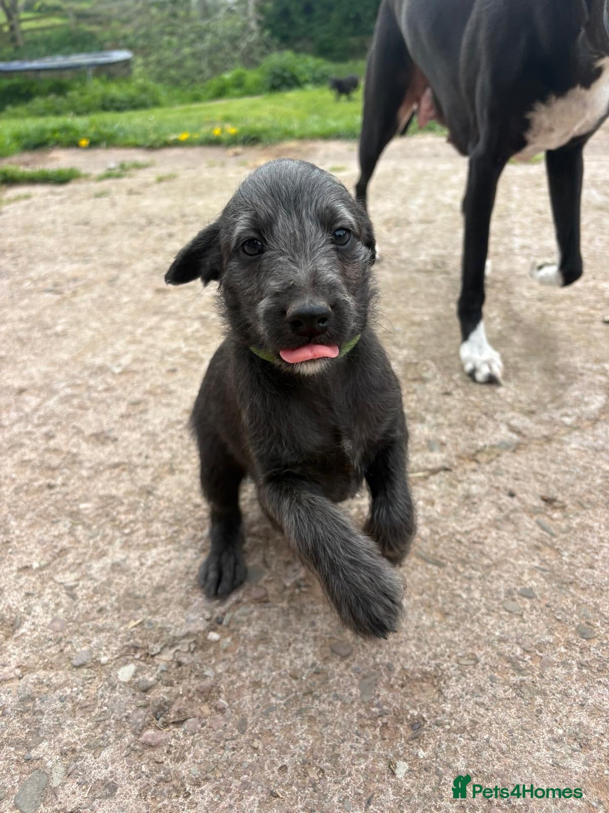 Mixed Breed dogs Bedlington Whippet Puppies - Advert 18