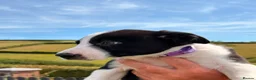 Border Collie dogs for sale: Border collie puppies  - Advert 10