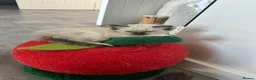 Ragdoll cats for sale: 🌈GCCF LINE LILIC/BLUE/SEAL RAGDOLLS. 🌈 - Advert 6