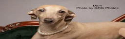Italian Greyhound dogs for sale: Health tested KC reg Italian Greyhound Puppies  - Advert 19