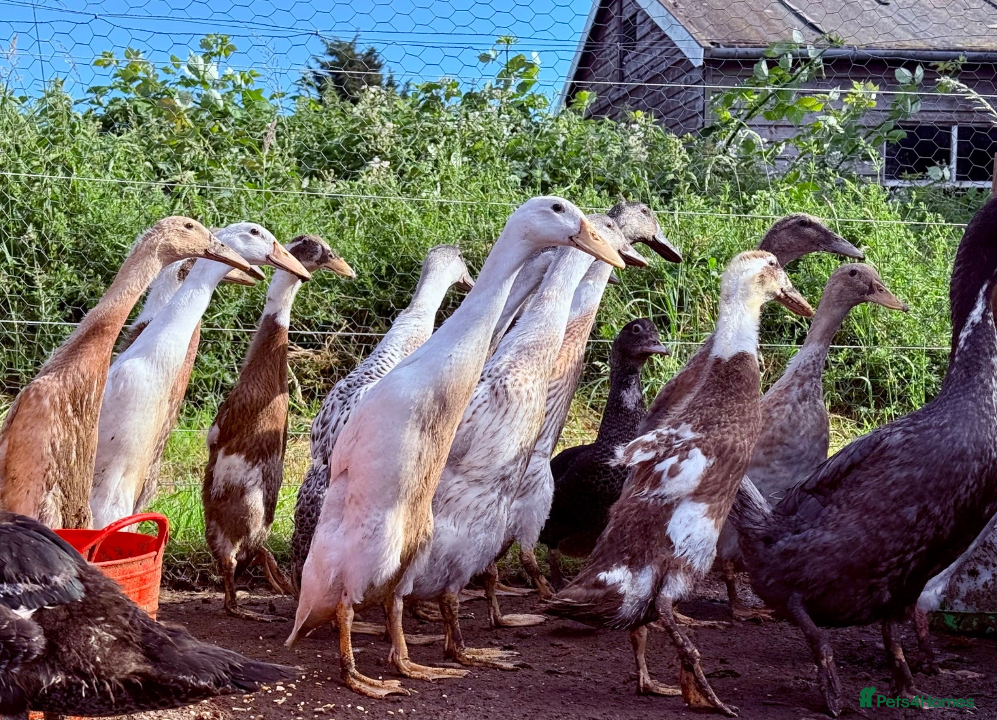 Ducks poultry Indian Runner Ducks - Advert 1