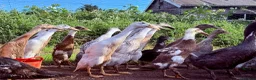 Ducks poultry for sale: Indian Runner Ducks - Advert 1
