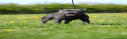 Staffordshire Bull Terrier dogs for stud: Blue staffy stud health tested  in Annan - Advert 5