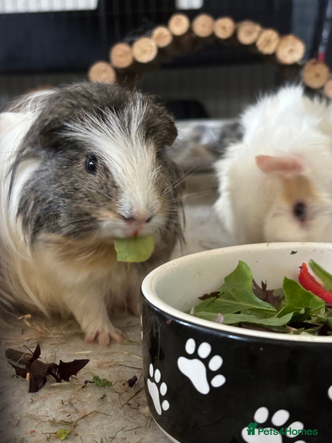 Guinea Pig rodents for sale: Guinea Pigs  - Image 3