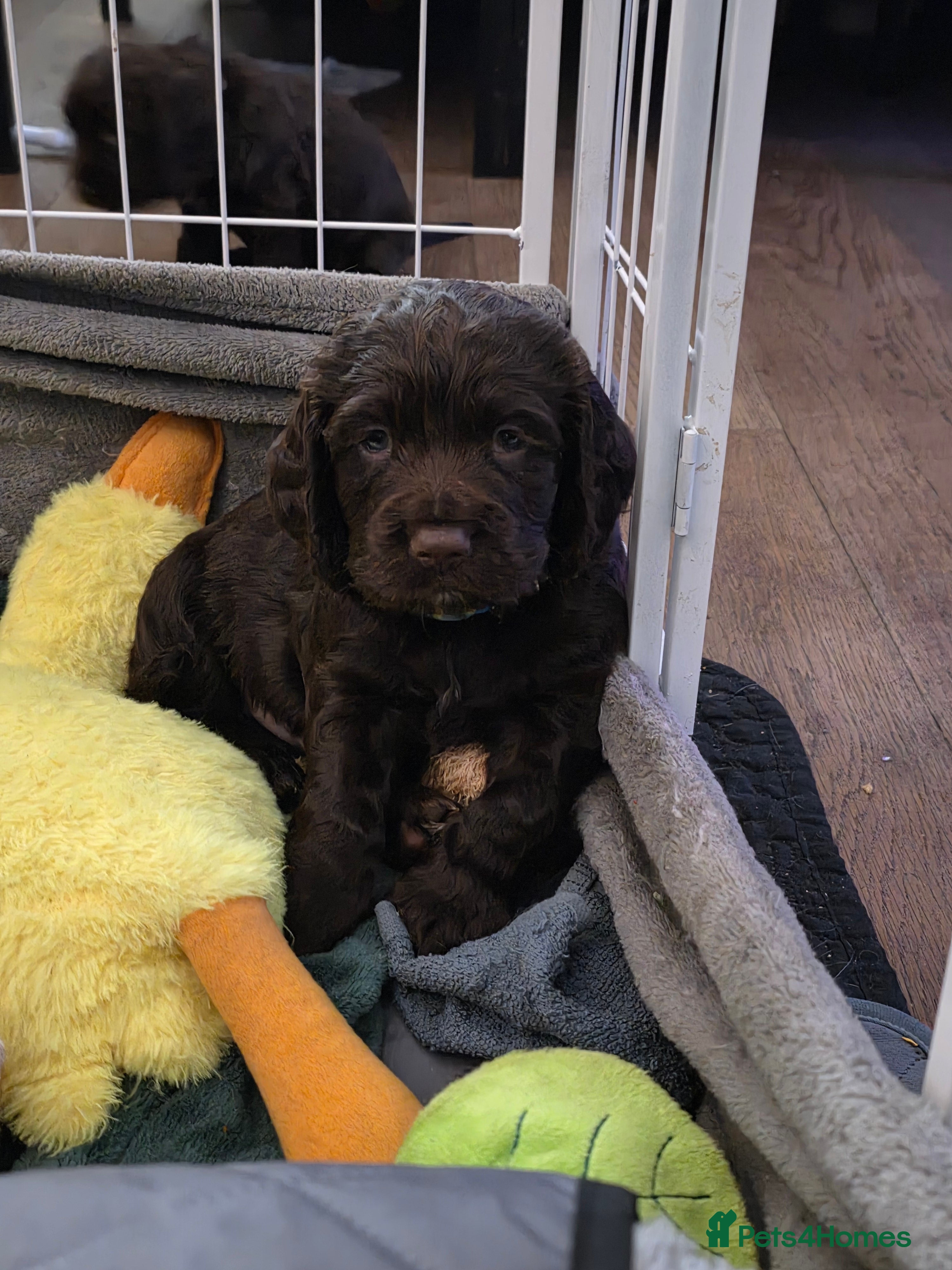 Cocker Spaniel dogs KC Reg Working Cocker Spaniel Pups ** 1 Boy Left** - Advert 5