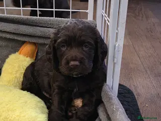 Cocker Spaniel dogs KC Reg Working Cocker Spaniel Pups ** 1 Boy Left** - Advert 5