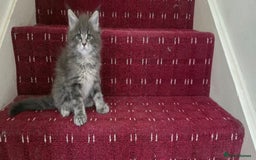 Maine Coon cats for sale: Maine coon kittens - Image 4