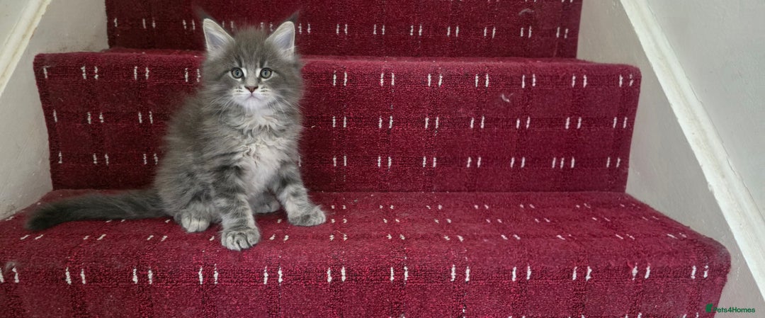Maine Coon cats for sale: Maine coon kittens - Image 4