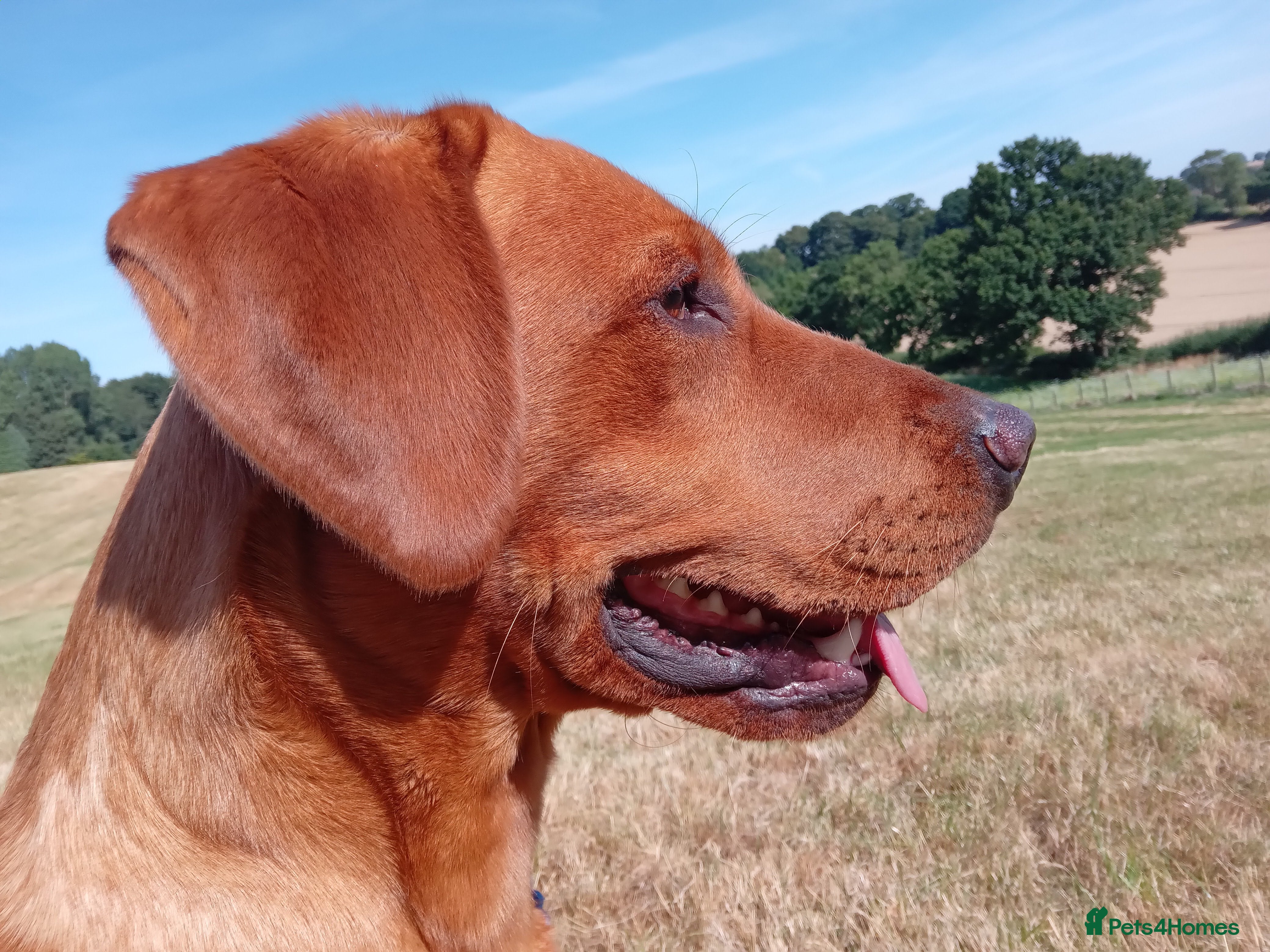Labrador Retriever dogs Styanding at stud Fox Red Labrador Retriever - Advert 6