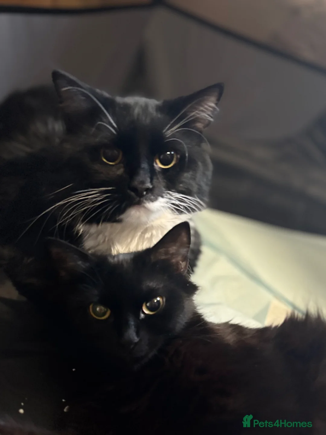 Mixed Breed cats for sale: Pudding&coco - Advert 2