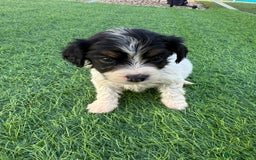 Mixed Breed dogs for sale: 7 stunning cockerjack puppies  - Image 14