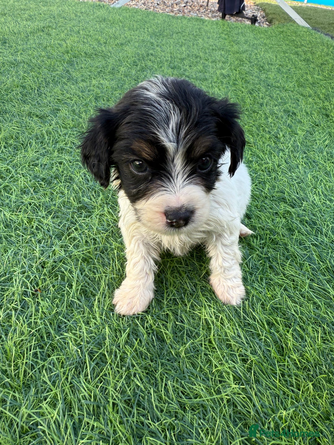 Mixed Breed dogs for sale: 7 stunning cockerjack puppies  - Image 14