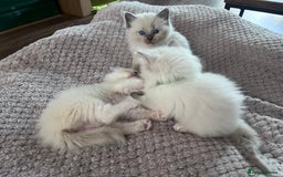 Ragdoll cats for sale: Stunning Ragdoll kittens for sale - Image 23
