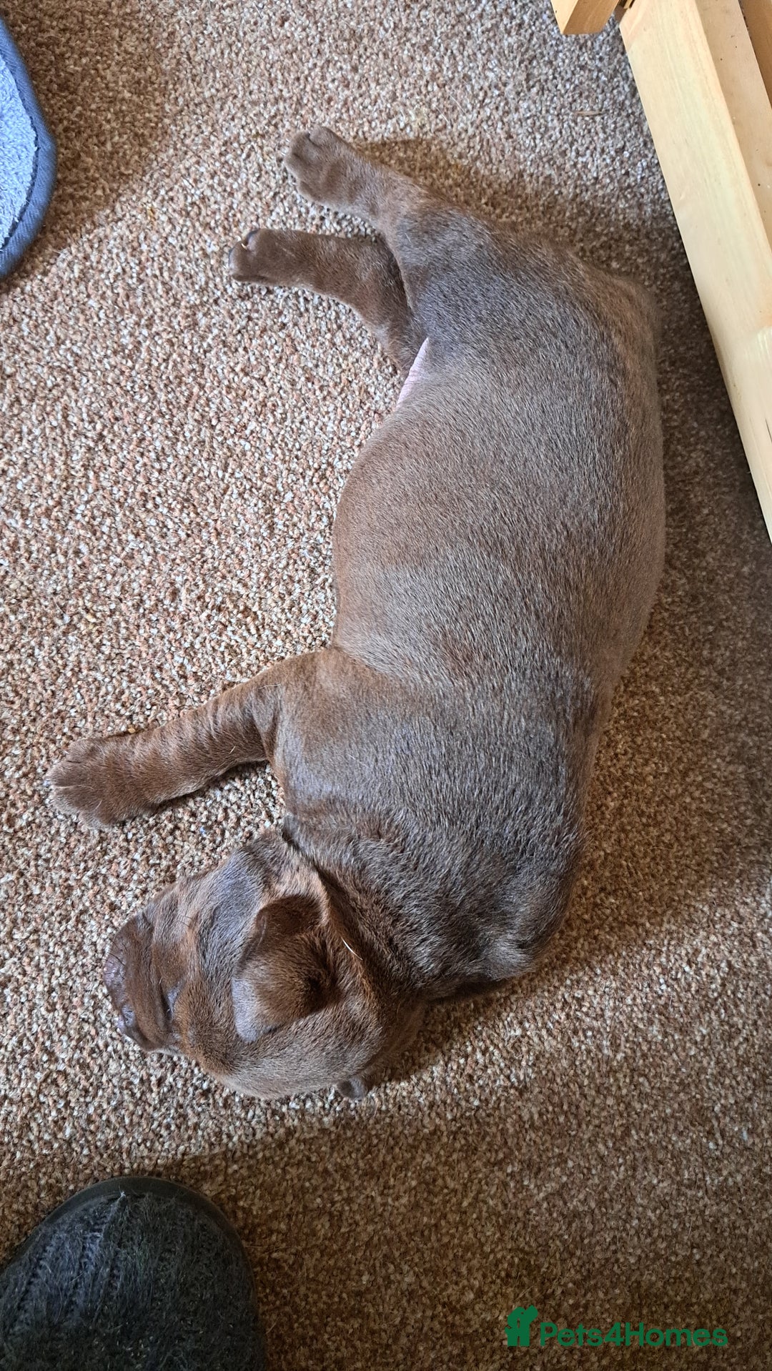 American Bulldog dogs for sale: Chunky American Bulldog Pups - Image 10