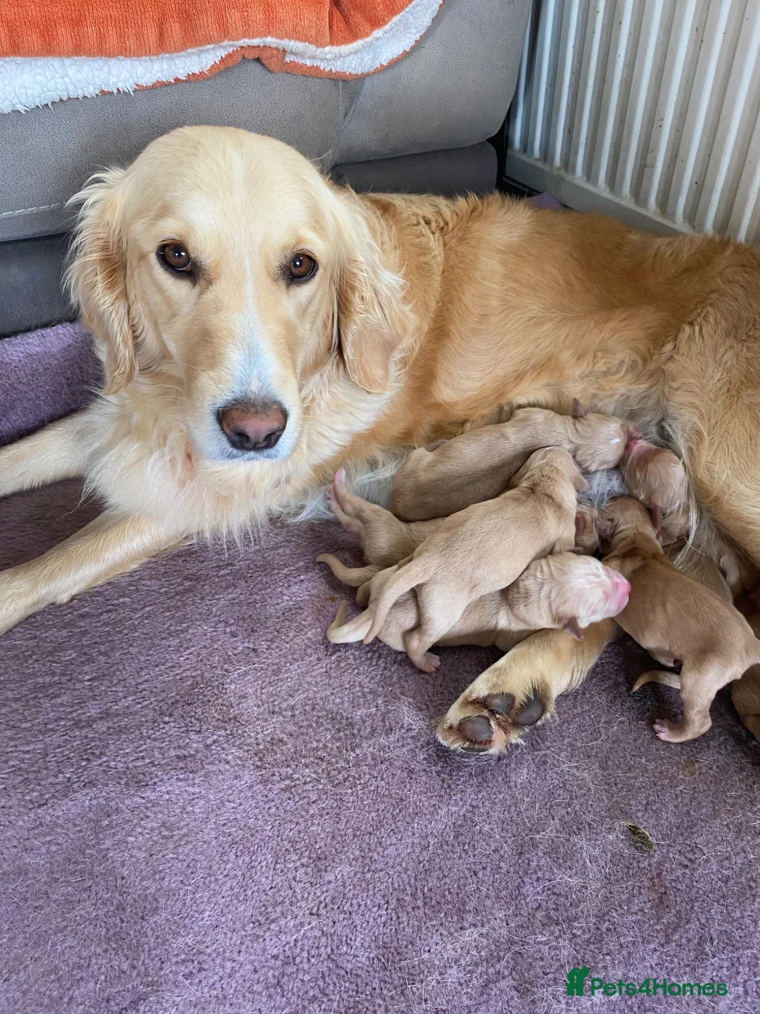Golden Retriever dogs for sale: KC Registered Golden Retrievers  in Taunton - Advert 11