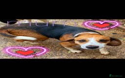 Beagle dogs for sale: Beagle puppies  - Image 10