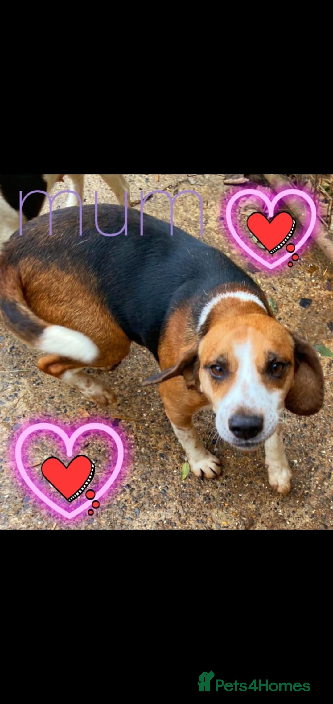 Beagle dogs for sale: Beagle puppies  - Image 10